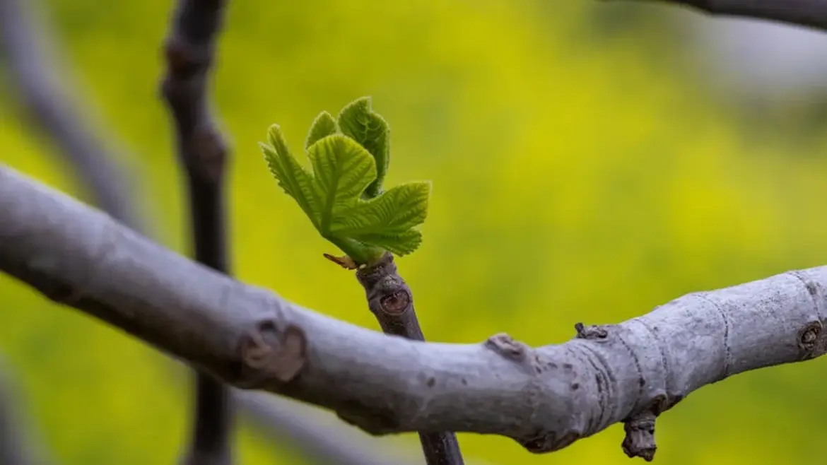 Branching out