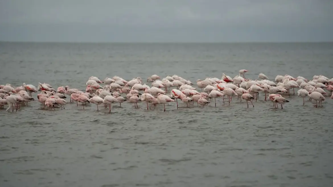 Flamingos can’t be bribed