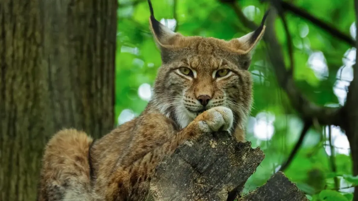 Protected species